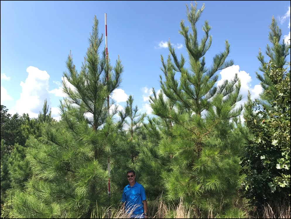 Mass Control Pollinated Loblolly Pine Seedlings